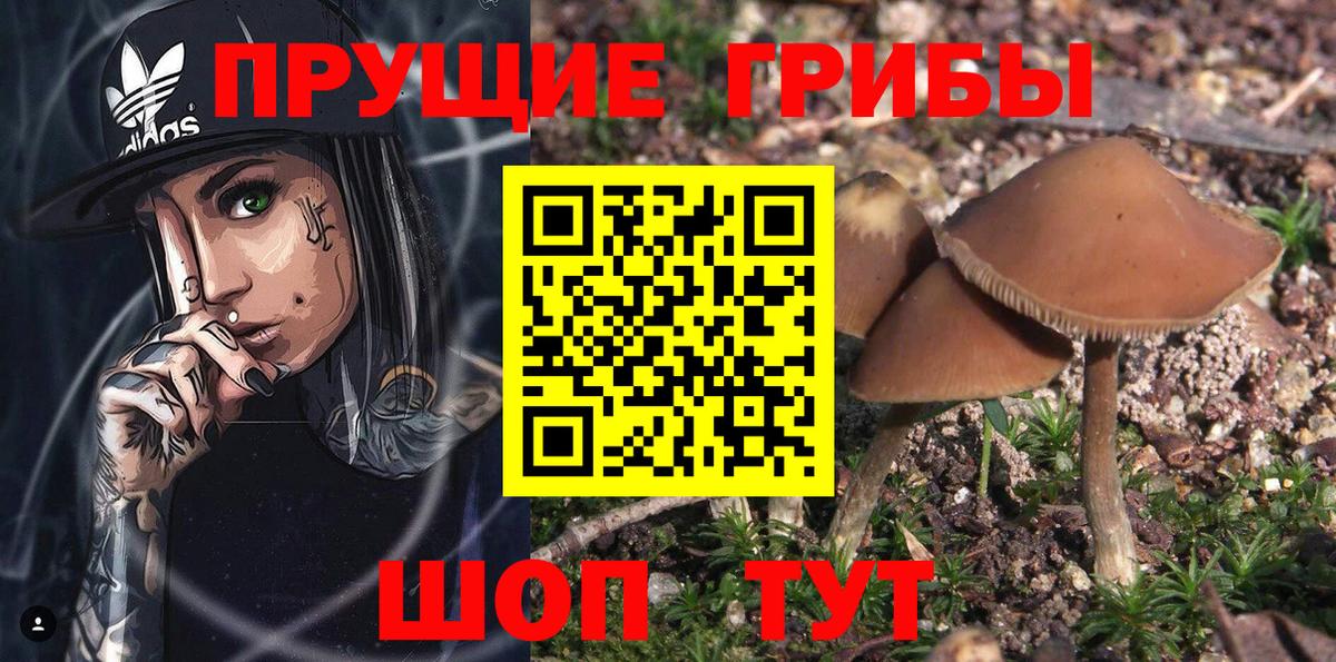 Галлюциногенные грибы GOLDEN TEACHER  Псилоцибиновые грибы прущие грибы  Егорьевск  Вход с VPN 
